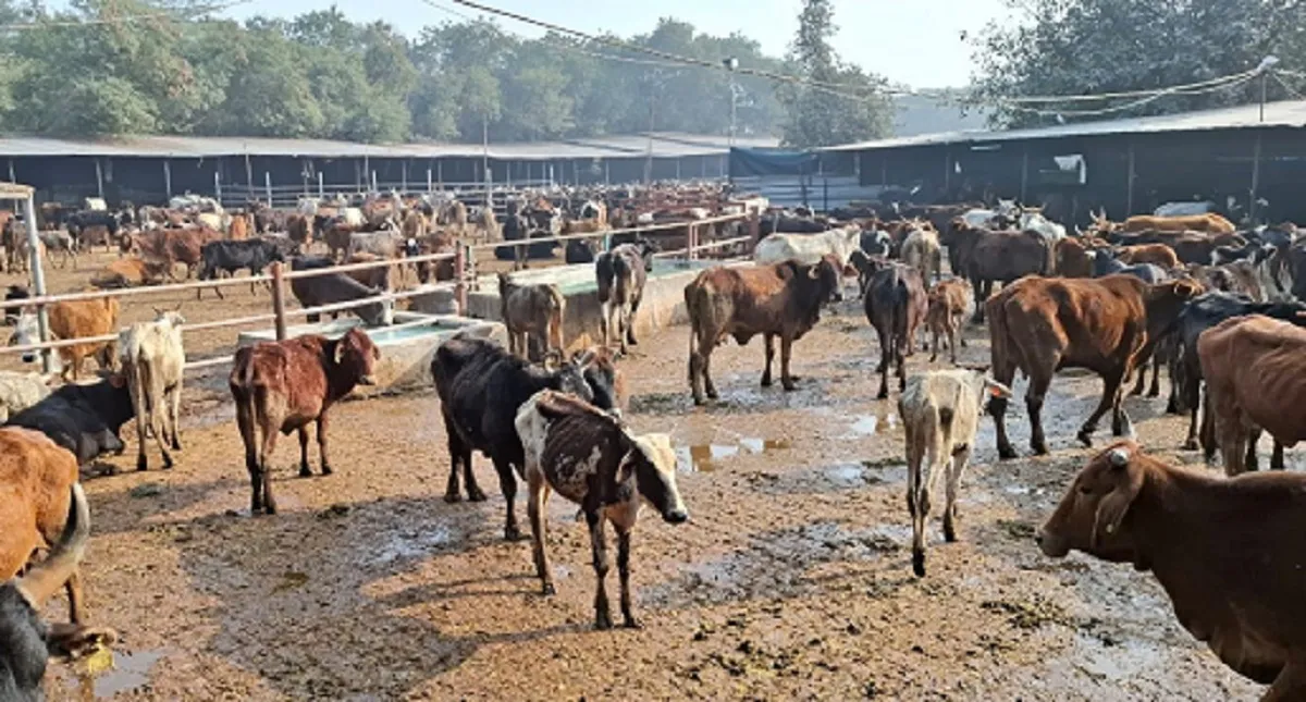 nigam6-1768543073138