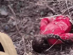 ezgif-49981b363d62fc9c_1771992244