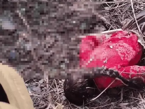 ezgif-49981b363d62fc9c_1771992244