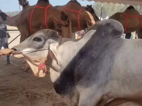 ezgif-6f373b888092ed1e1770520597_1770532167