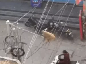 whatsappvideo2026-02-19at92858pm2-ezgifcom-optimiz_1771518842