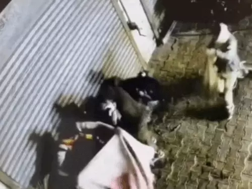 ezgifcom-resize-2026-03-20t093640771_1773979618