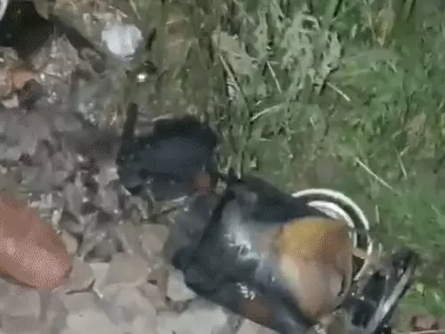 gifmagicsite-77_1773891347