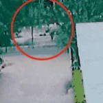 Chandigarh BJP blast case