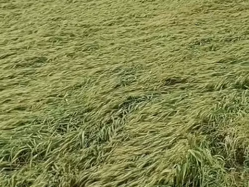 Sirsa compensation portal,