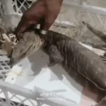 Charkhi Dadri monitor lizard rescue,