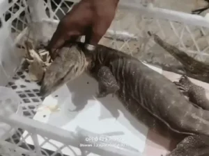 Charkhi Dadri monitor lizard rescue,