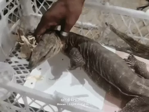 Charkhi Dadri monitor lizard rescue,