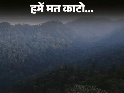 Haryana tree protection law,