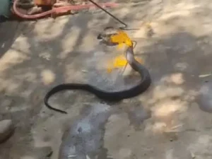 Sultanpur cobra video