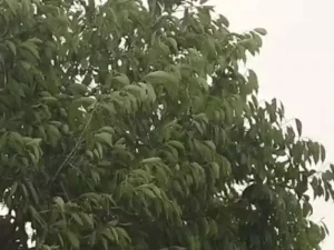Haryana weather update,