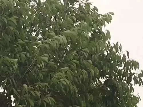 Haryana weather update,