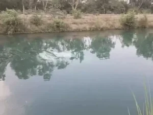 फतेहाबाद में भाखड़ा नहर में गिरी जींद नंबर कार, बाहर निकलने की कोशिश में ड्राइवर डूबा