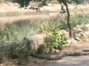 फरीदाबाद में 12 फुट लंबा अजगर दिखा, VIDEO वायरल; टीम पहुंचने से पहले नहर में उतरा
