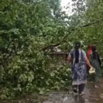 पिंजौर में बिना बारिश-तूफान के गिरा पेड़, मल्लाह मोड़–ईशरनगर मार्ग बाधित