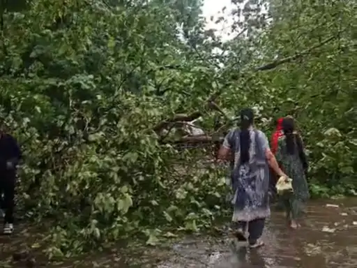 पिंजौर में बिना बारिश-तूफान के गिरा पेड़, मल्लाह मोड़–ईशरनगर मार्ग बाधित