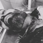 रोहतक में दो अलग-अलग घटनाओं में युवकों के कटे गले, एक ने खुद को घायल किया तो दूसरे पर हमला