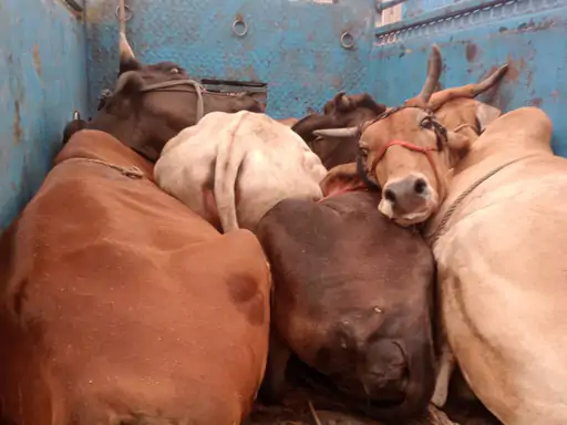 नूंह में गो-तस्करों और पुलिस के बीच मुठभेड़, गोली लगने से एक आरोपी घायल
