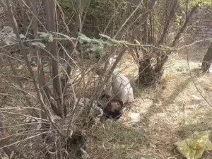 नूंह में झाड़ियों में मिला गुरुग्राम के युवक का शव, नशे की ओवरडोज की आशंका; पुलिस जांच में जुटी