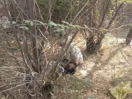 नूंह में झाड़ियों में मिला गुरुग्राम के युवक का शव, नशे की ओवरडोज की आशंका; पुलिस जांच में जुटी