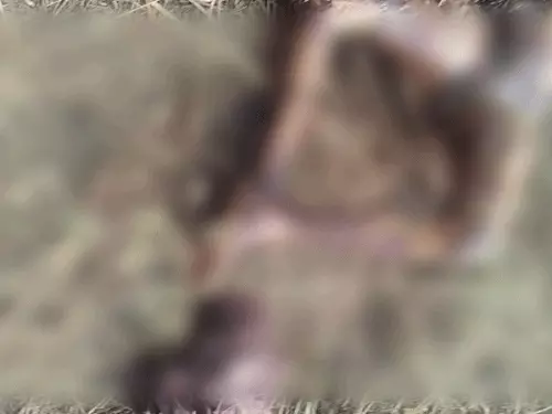 गुरुग्राम में जंगल से महिला का शव बरामद, संदिग्ध परिस्थितियों में मिली डेडबॉडी; हत्या की आशंका