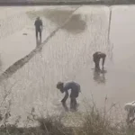सिरसा में घग्गर का जलस्तर घटा, लेकिन तटबंध टूटने का खतरा बरकरार; किसानों ने उठाया मुआवजे का मुद्दा