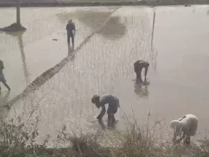 सिरसा में घग्गर का जलस्तर घटा, लेकिन तटबंध टूटने का खतरा बरकरार; किसानों ने उठाया मुआवजे का मुद्दा
