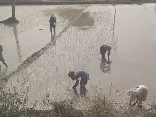 सिरसा में घग्गर का जलस्तर घटा, लेकिन तटबंध टूटने का खतरा बरकरार; किसानों ने उठाया मुआवजे का मुद्दा