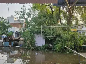 हरियाणा में आंधी-तूफान के साथ तेज बारिश, पेड़-खंभे गिरे; 10 जिलों में मौसम अलर्ट जारी