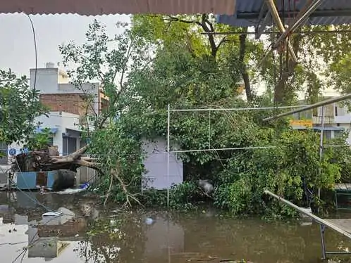 हरियाणा में आंधी-तूफान के साथ तेज बारिश, पेड़-खंभे गिरे; 10 जिलों में मौसम अलर्ट जारी