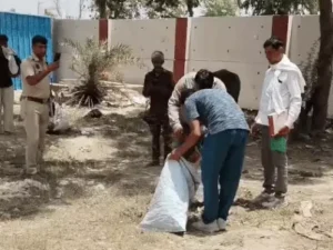 पानीपत में राष्ट्रीय पक्षी मोर की हत्या, पकाकर खाने का आरोप; रेलवे फाटक के पास मिले अवशेष