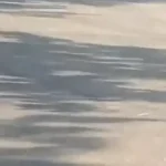 गुरुग्राम में कुत्तों पर गाड़ी चढ़ाने का VIDEO वायरल, भौंकने पर चालक ने एक मिनट तक दौड़ाया वाहन