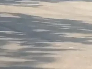 गुरुग्राम में कुत्तों पर गाड़ी चढ़ाने का VIDEO वायरल, भौंकने पर चालक ने एक मिनट तक दौड़ाया वाहन