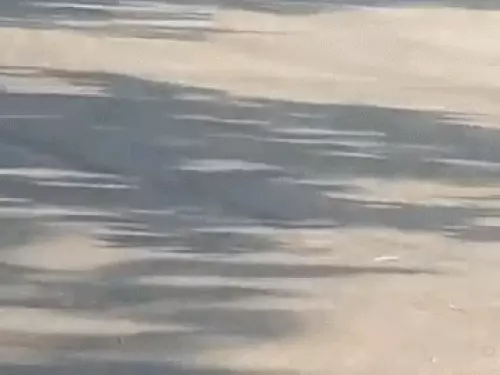 गुरुग्राम में कुत्तों पर गाड़ी चढ़ाने का VIDEO वायरल, भौंकने पर चालक ने एक मिनट तक दौड़ाया वाहन