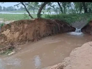 सिरसा में गुड़िया खेड़ा माइनर में 20 फीट चौड़ी दरार: 12 एकड़ धान-मूंगफली की फसल जलमग्न, किसानों ने मांगा मुआवजा