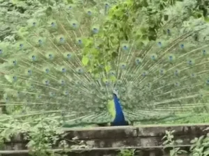 हरियाणा में प्री-मानसून एक्टिव, सोनीपत में मोर ने पंख फैलाकर किया नृत्य; 6 जुलाई तक मौसम रहेगा खराब