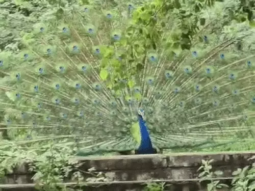 हरियाणा में प्री-मानसून एक्टिव, सोनीपत में मोर ने पंख फैलाकर किया नृत्य; 6 जुलाई तक मौसम रहेगा खराब
