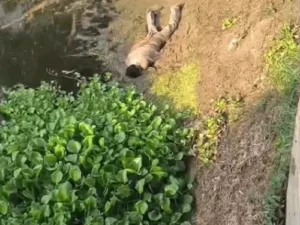 सिरसा की कसाबा माइनर में मिला युवक का शव: ग्रामीणों ने पानी में बहती डेडबॉडी देख पुलिस को दी सूचना