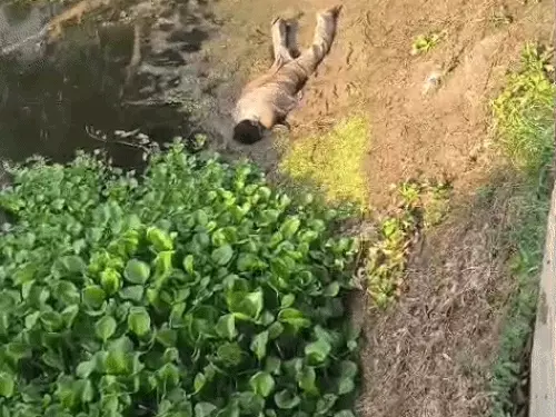 सिरसा की कसाबा माइनर में मिला युवक का शव: ग्रामीणों ने पानी में बहती डेडबॉडी देख पुलिस को दी सूचना