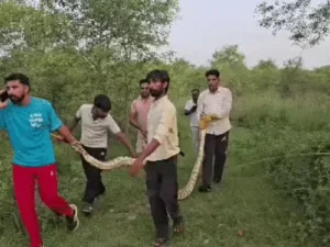 15 फीट के अजगर ने जिंदा बकरी निगली, VIDEO: बच्चों के शोर मचाने पर उगला शिकार, वन विभाग ने किया रेस्क्यू