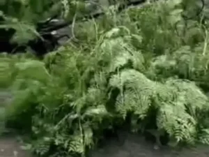 हरियाणा में बारिश और तेज आंधी से मौसम बदला, 3 जिलों में असर; आज 3 शहरों के लिए येलो अलर्ट
