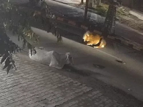 फरीदाबाद में गाय से टकराकर बाइक सवार कारोबारी की मौत, CCTV: दोस्त से मिलकर घर लौट रहा था, एक साल पहले हुई थी शादी