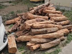 यमुनानगर के कलेसर जंगल में खैर के 6 पेड़ों की अवैध कटाई: वन विभाग टीम को धमकाकर लकड़ी से भरी कार लेकर फरार हुए आरोपी