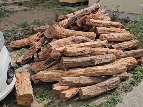 यमुनानगर के कलेसर जंगल में खैर के 6 पेड़ों की अवैध कटाई: वन विभाग टीम को धमकाकर लकड़ी से भरी कार लेकर फरार हुए आरोपी