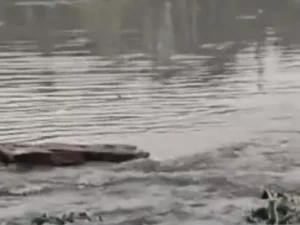 झज्जर में 126.8 MM बारिश से जलभराव: सड़कें बनीं तालाब, घुटनों तक पानी; जलघर की दीवार टूटी