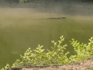 कुरुक्षेत्र की ड्रेन में दिखा 6 फीट लंबा मगरमच्छ, ग्रामीणों में दहशत; रेस्क्यू के लिए लगाया गया जाल