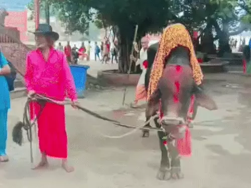 हरियाणा के कांवड़ियों के साथ पैदल लौट रहा नंदी, पीठ पर गंगाजल लेकर करेगा 400 KM की यात्रा; मंदिर में होगा जलाभिषेक
