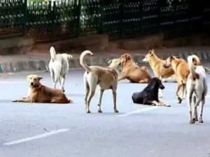 पंचकूला में 6 महीने में 7,600 डॉग बाइट केस: अब मल्टी-एजेंसी मॉडल से आवारा कुत्तों पर लगेगी लगाम, निगम बदलेगा रणनीति