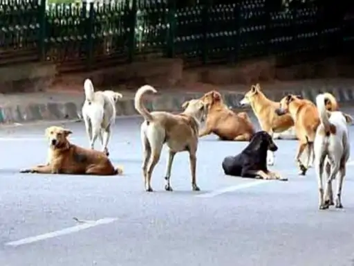 पंचकूला में 6 महीने में 7,600 डॉग बाइट केस: अब मल्टी-एजेंसी मॉडल से आवारा कुत्तों पर लगेगी लगाम, निगम बदलेगा रणनीति