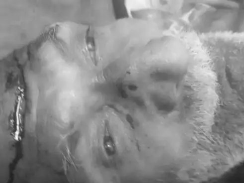 हिसार में सो रहे बुजुर्ग की गला काटकर हत्या: पोते की लव मैरिज से जुड़ा विवाद, 3 हमलावरों ने धारदार हथियारों से किया हमला